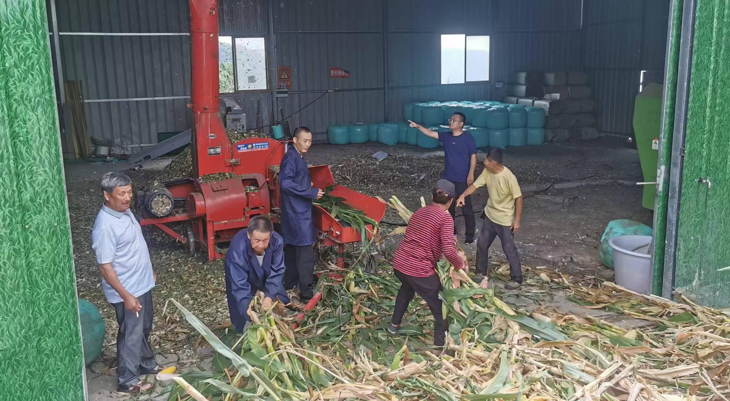 李杰超（右二）組織收購(gòu)村民玉米、開(kāi)展飼草加工